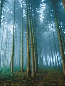 Preview wallpaper forest, trees, fog, nature, landscape, light