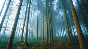 Preview wallpaper forest, trees, fog, nature, landscape, light