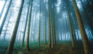 Preview wallpaper forest, trees, fog, nature, landscape, light