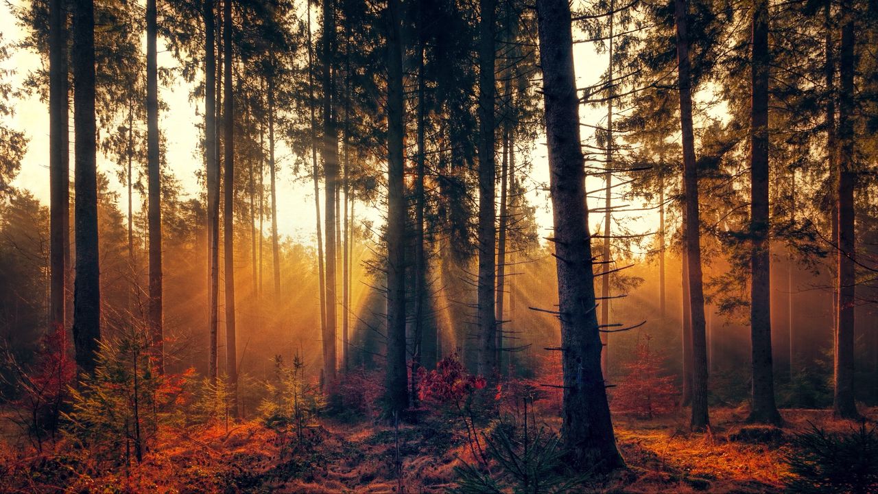Wallpaper forest, trees, fog, autumn
