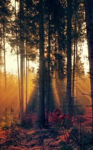 Preview wallpaper forest, trees, fog, autumn