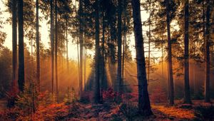Preview wallpaper forest, trees, fog, autumn