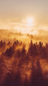 Preview wallpaper forest, trees, fog, sun, light