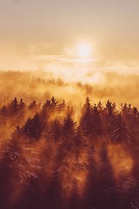Preview wallpaper forest, trees, fog, sun, light