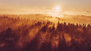 Preview wallpaper forest, trees, fog, sun, light