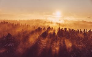 Preview wallpaper forest, trees, fog, sun, light