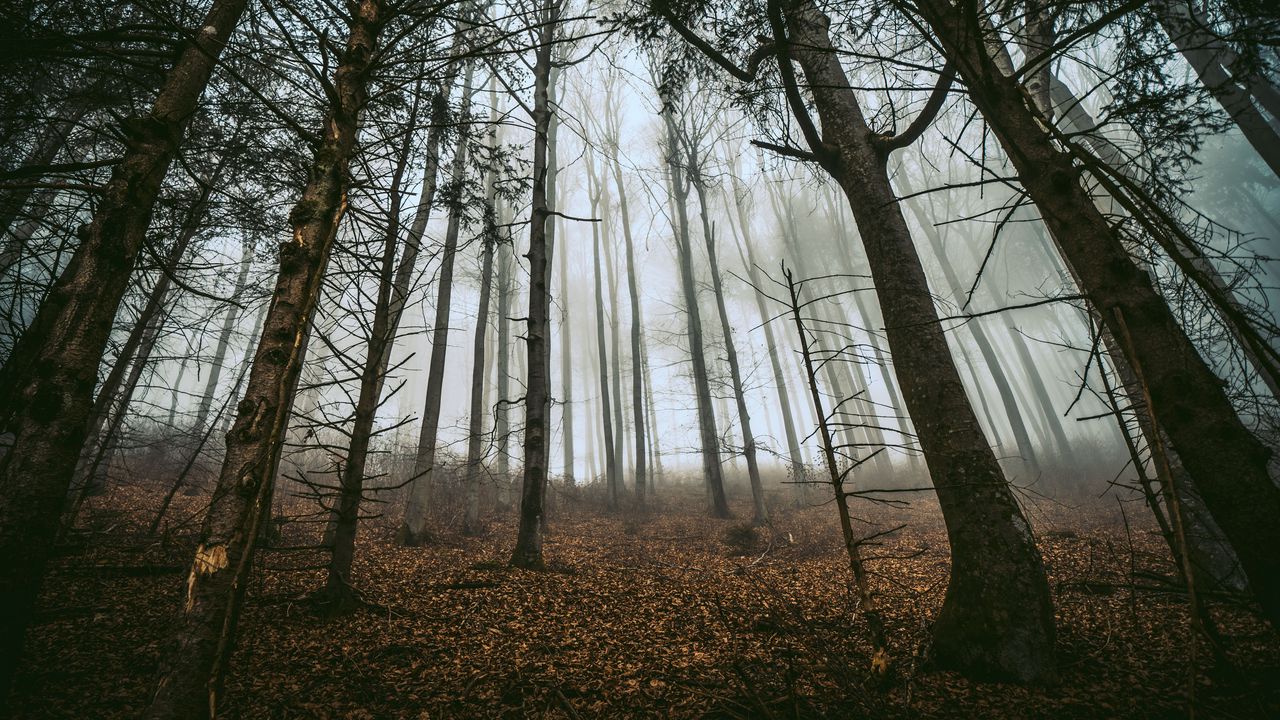 Wallpaper forest, trees, fog, trunks, fallen leaves