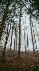 Preview wallpaper forest, trees, fog, trunks, fallen leaves