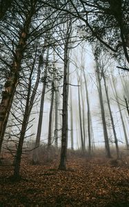 Preview wallpaper forest, trees, fog, trunks, fallen leaves