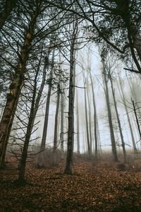 Preview wallpaper forest, trees, fog, trunks, fallen leaves