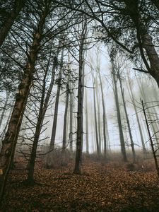 Preview wallpaper forest, trees, fog, trunks, fallen leaves