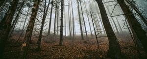 Preview wallpaper forest, trees, fog, trunks, fallen leaves