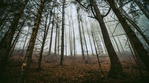 Preview wallpaper forest, trees, fog, trunks, fallen leaves