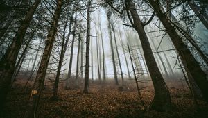 Preview wallpaper forest, trees, fog, trunks, fallen leaves