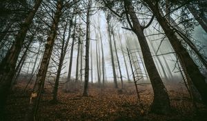 Preview wallpaper forest, trees, fog, trunks, fallen leaves