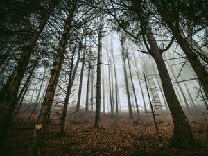 Preview wallpaper forest, trees, fog, trunks, fallen leaves