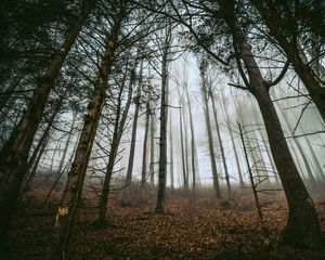 Preview wallpaper forest, trees, fog, trunks, fallen leaves