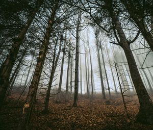 Preview wallpaper forest, trees, fog, trunks, fallen leaves