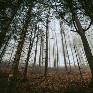 Preview wallpaper forest, trees, fog, trunks, fallen leaves