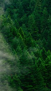 Preview wallpaper forest, trees, fog, top view