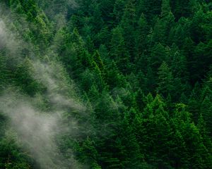 Preview wallpaper forest, trees, fog, top view