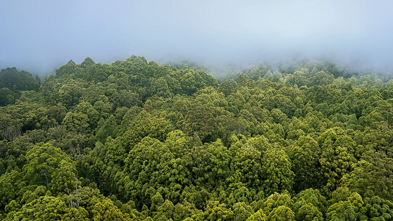 Wallpaper forest, trees, fog, landscape, nature, green