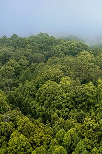 Preview wallpaper forest, trees, fog, landscape, nature, green