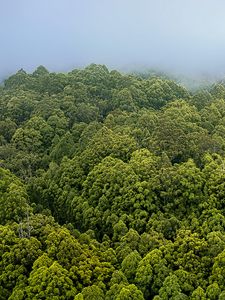 Preview wallpaper forest, trees, fog, landscape, nature, green