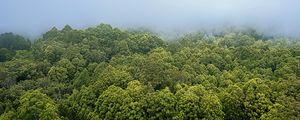 Preview wallpaper forest, trees, fog, landscape, nature, green