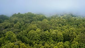 Preview wallpaper forest, trees, fog, landscape, nature, green