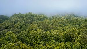 Preview wallpaper forest, trees, fog, landscape, nature, green