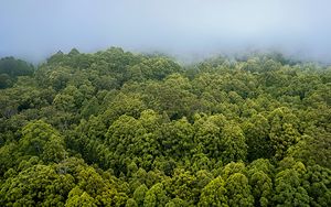 Preview wallpaper forest, trees, fog, landscape, nature, green