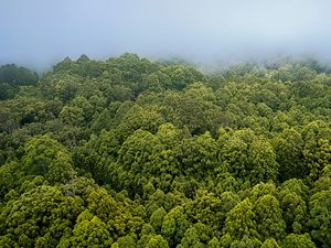 Preview wallpaper forest, trees, fog, landscape, nature, green