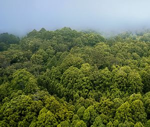 Preview wallpaper forest, trees, fog, landscape, nature, green