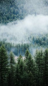 Preview wallpaper forest, trees, fog, tops, spruce, pine