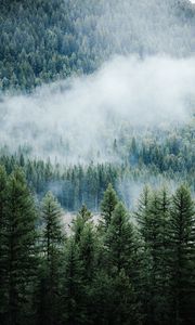 Preview wallpaper forest, trees, fog, tops, spruce, pine