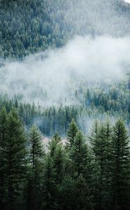 Preview wallpaper forest, trees, fog, tops, spruce, pine