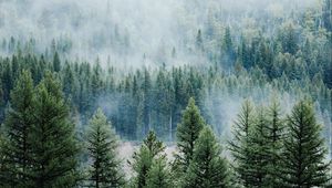 Preview wallpaper forest, trees, fog, tops, spruce, pine