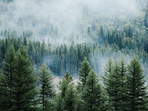 Preview wallpaper forest, trees, fog, tops, spruce, pine