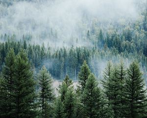 Preview wallpaper forest, trees, fog, tops, spruce, pine