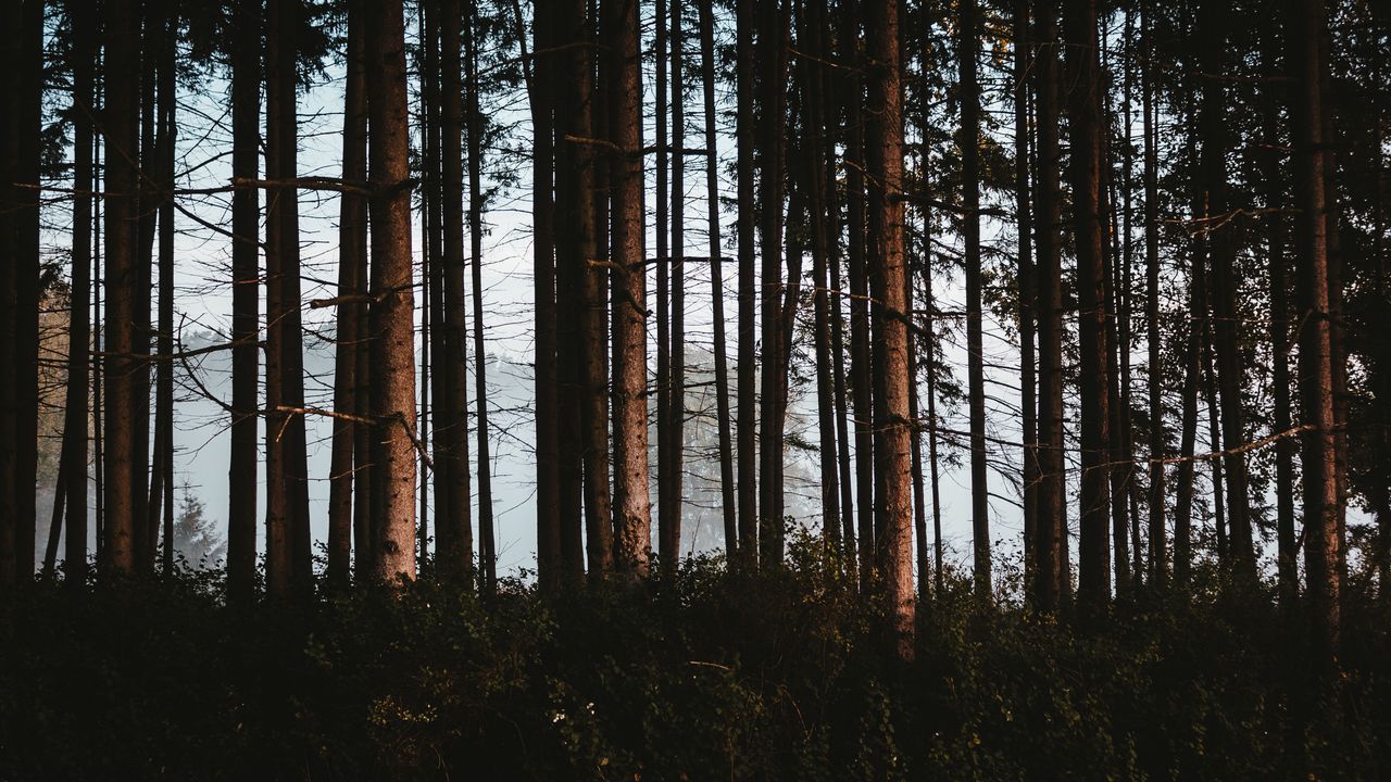 Wallpaper forest, trees, fog, trunks