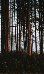 Preview wallpaper forest, trees, fog, trunks
