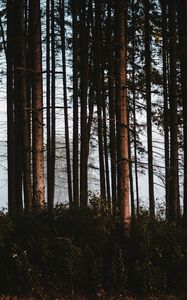 Preview wallpaper forest, trees, fog, trunks