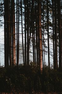 Preview wallpaper forest, trees, fog, trunks