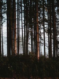 Preview wallpaper forest, trees, fog, trunks