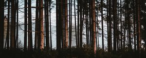 Preview wallpaper forest, trees, fog, trunks