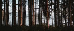 Preview wallpaper forest, trees, fog, trunks