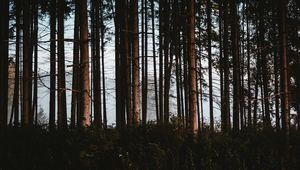 Preview wallpaper forest, trees, fog, trunks