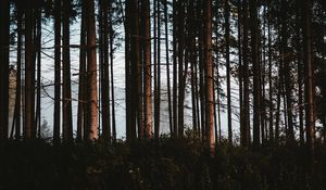 Preview wallpaper forest, trees, fog, trunks