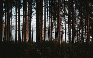 Preview wallpaper forest, trees, fog, trunks